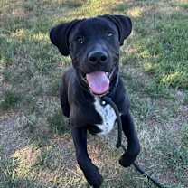 Thumbnail photo of Kramer #3