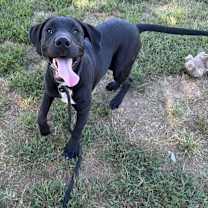 Thumbnail photo of Kramer #4