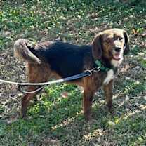 Thumbnail photo of Dig #3