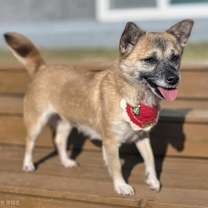 Thumbnail photo of Ppomi #2