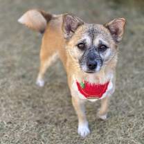 Thumbnail photo of Ppomi #4