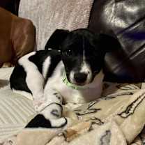 Thumbnail photo of Olive #2