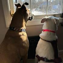 Thumbnail photo of Lizzie Elsa #3