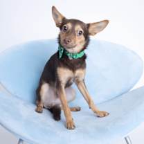 Thumbnail photo of Gizmo #2