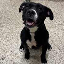 Thumbnail photo of HARLEY #2