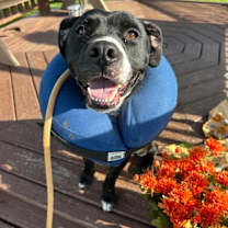 Thumbnail photo of HARLEY #3