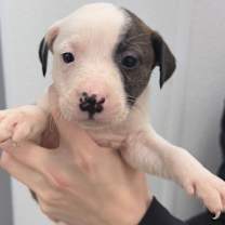 Thumbnail photo of Bowser #3