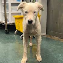 Thumbnail photo of Blizzard #2