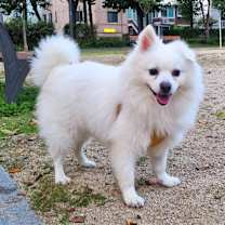 Thumbnail photo of Sherlock (HDS) #1