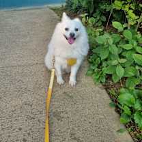 Thumbnail photo of Sherlock (HDS) #3