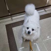 Thumbnail photo of Sherlock (HDS) #4