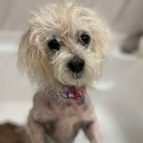 Thumbnail photo of Casper #4