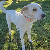 Thumbnail photo of PoGo #3