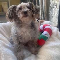 Thumbnail photo of Belladonna #3