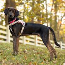 Thumbnail photo of Meadow #3