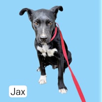 Thumbnail photo of Jax 1 #1