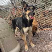 Thumbnail photo of Shep (25-362) #3