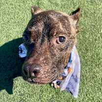 Thumbnail photo of Odie (formerly Dasher)  #3