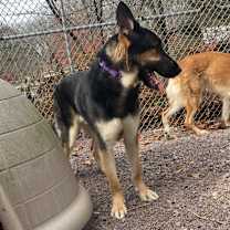 Thumbnail photo of Shep (25-362) #4