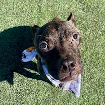 Thumbnail photo of Odie (formerly Dasher)  #4