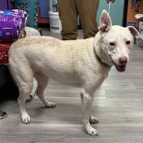 Thumbnail photo of OLLIE/URGENT #2