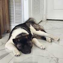 Thumbnail photo of Bear (Osito) #2