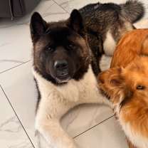 Thumbnail photo of Bear (Osito) #3