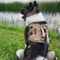 Thumbnail photo of Bear (Osito) #4