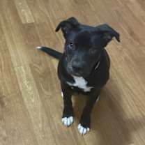 Thumbnail photo of Nova #1