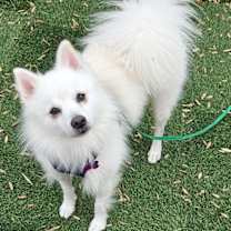 Thumbnail photo of Kiwi of PA #1