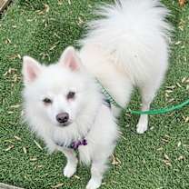 Thumbnail photo of Kiwi of PA #3