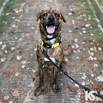 Thumbnail photo of Fig #1