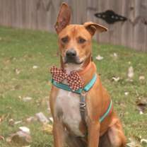 Thumbnail photo of LIAM #3