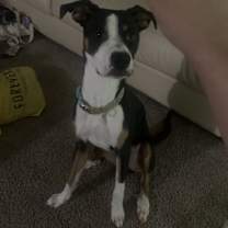 Thumbnail photo of Peanut #1