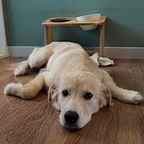 Thumbnail photo of NILLA #3