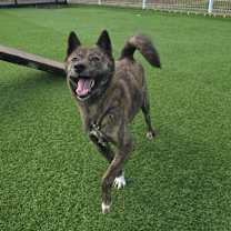 Thumbnail photo of ROSE #4