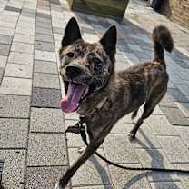 Thumbnail photo of ROSE #2