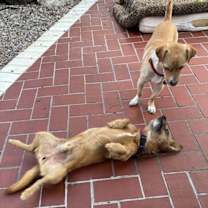 Thumbnail photo of Ranger #3