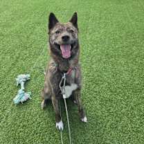 Thumbnail photo of ROSE #1