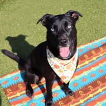 Thumbnail photo of Sriracha #1