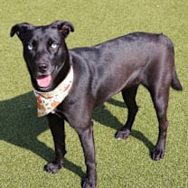 Thumbnail photo of Sriracha #2