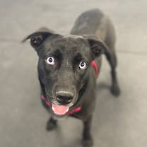 Thumbnail photo of Sriracha #3