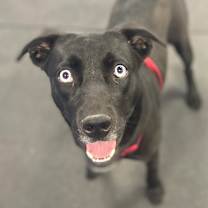 Thumbnail photo of Sriracha #4