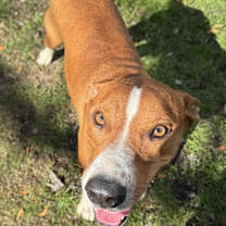 Thumbnail photo of Beau #4