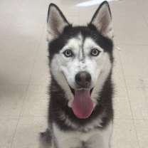 Thumbnail photo of Luna #1