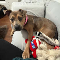 Thumbnail photo of Lil Paws #2