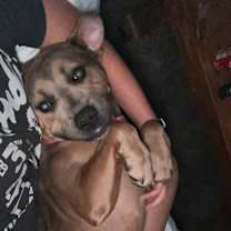 Thumbnail photo of Lil Paws #3