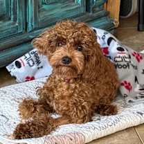 Thumbnail photo of Kash Monee Mernar #1