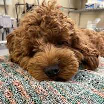 Thumbnail photo of Kash Monee Mernar #2