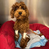 Thumbnail photo of Kash Monee Mernar #3